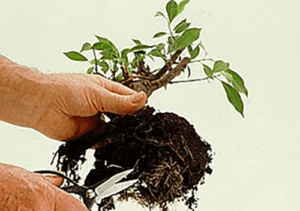 Lifting a plant from its soil