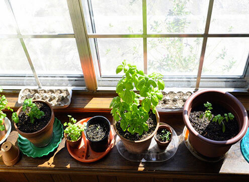 Potted plants on the windowsill