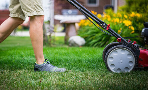 Be sure to mow your lawn, but not to cut the grass too short