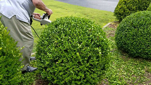 Trimming the bushes