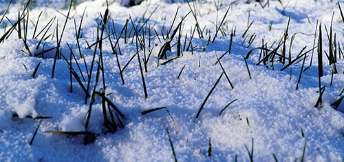It is best to avoid walking on wet or snow-covered grass
