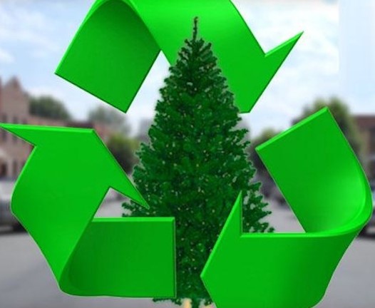 christmas tree recycling program
