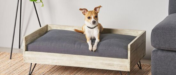 dog furniture in home for barkitecture trend