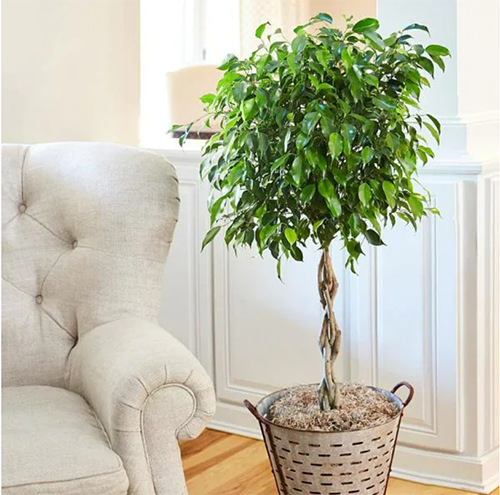 Tropical ficus tree in home
