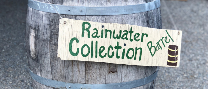 harvesting rainwater barrel