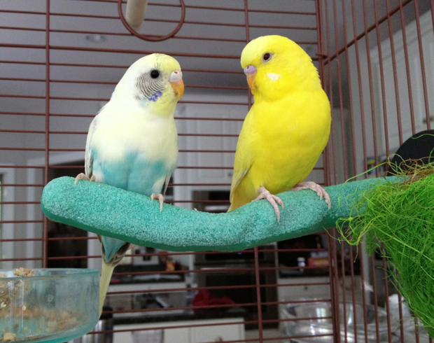 pet birds in cage