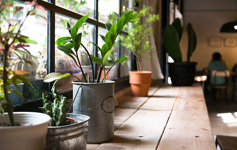 indoor houseplants sitting on wooden edge