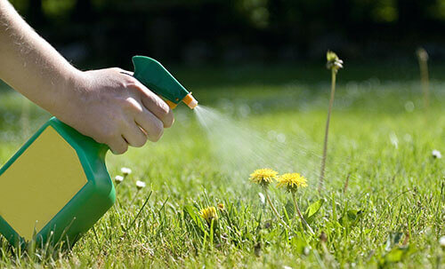 Keep an eye out for weeds growing in your lawn