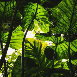 A collection of house plants