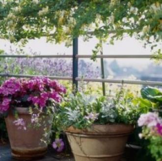 Potted plants can bring color to your deck