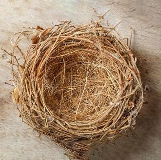 empty birds nest sitting on a piece of wood