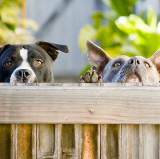 two dogs looking over a wood fence