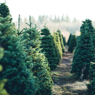 Christmas Tree Farm