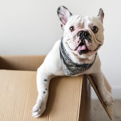 bulldog-puppy-hanging-out-of-cardboard-box