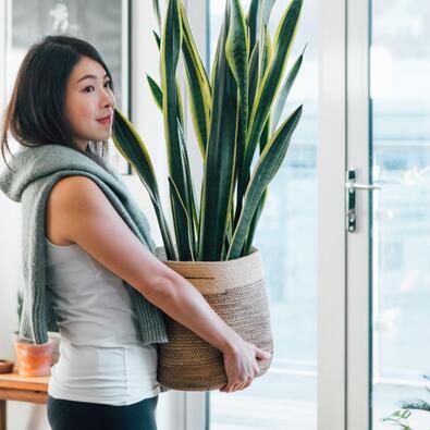 woman holding houseplant in home among other indoor plants
