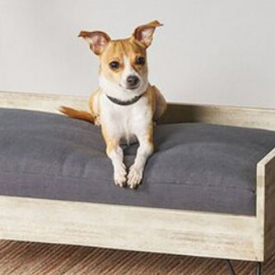 small dog sitting on stylish dog bed