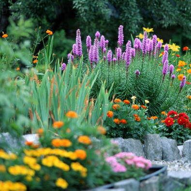 Selecting the right plants for home and garden